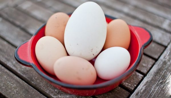 Công dụng và cách dùng trứng ngỗng cho bà bầu